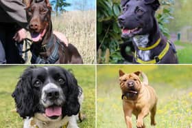 All these dogs are searching for their forever homes.