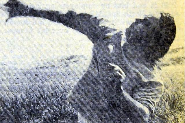 South Shields man Peter Lambert who cracked the world record for throwing an egg in 1971.