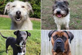 All these dogs are searching for their forever homes.