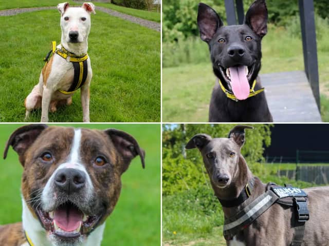 All these dogs are searching for their forever homes.