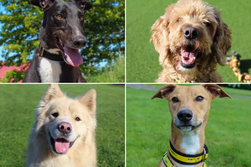 These 19 lovable Dogs Trust canines looking for their forever homes in ...