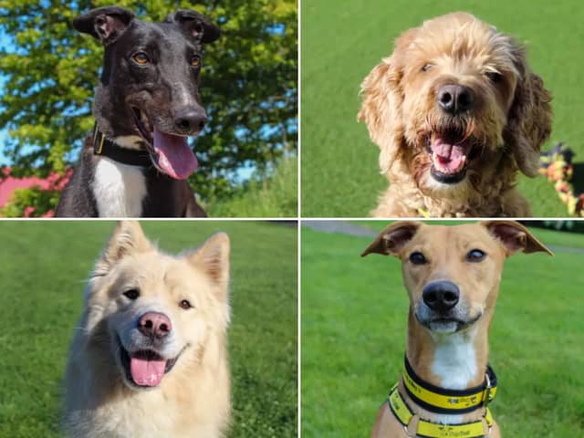 All these dogs are searching for their forever homes.