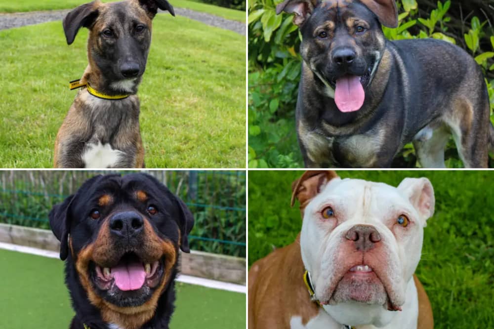 All these dogs are searching for their forever homes.