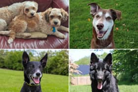 All these dogs are searching for their forever homes.