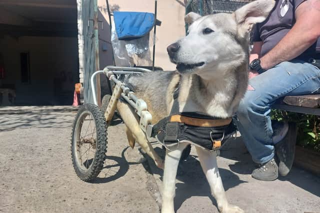 Vijay sent us this photo and said 'This dog was shot in the back by Russians, and paralysed'