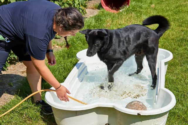 The RSPCA’s web page has been inundated with pet owners searching for advice on heatstroke - which could be a “silent killer” for our beloved companions amid record-breaking temperatures.