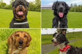 All these dogs are searching for their forever homes.