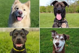 All these dogs are searching for their forever homes.