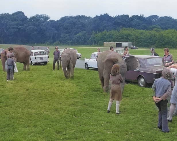 The elephants come to say hello to some of the visitors to Lambton Lion Park in August 1974.