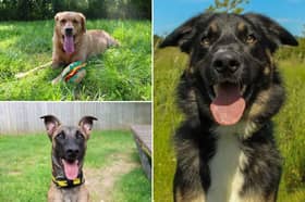 All these dogs are searching for their forever homes.