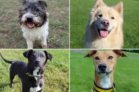 All these dogs are searching for their forever homes.