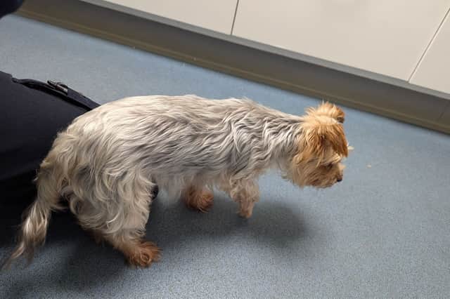 The vet who examined her said the fractures could have occurred as a result of a fall, a motor vehicle accident or a crush injury and she said it was likely the dog had been living with the injuries without receiving any treatment for months.