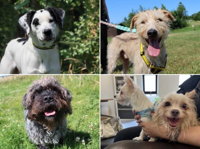 All these dogs are searching for their forever homes.