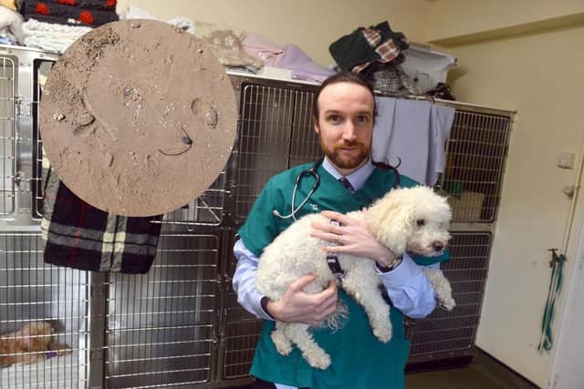 Vet Rory Thomson said the spillage of plastic nurdles is a massive concern for wildlife. (Inset) some of the nurdles washed up on the region's beaches.