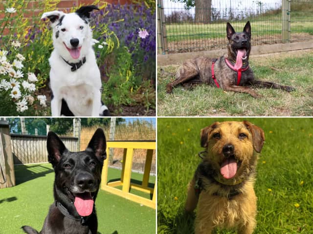 All these dogs are searching for their forever homes.