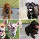 All these dogs are searching for their forever homes.
