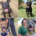 All these dogs are searching for their forever homes.