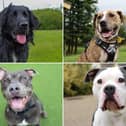 All these dogs are searching for their forever homes.