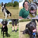 All these dogs are searching for their forever homes.