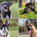 All these dogs are searching for their forever homes.