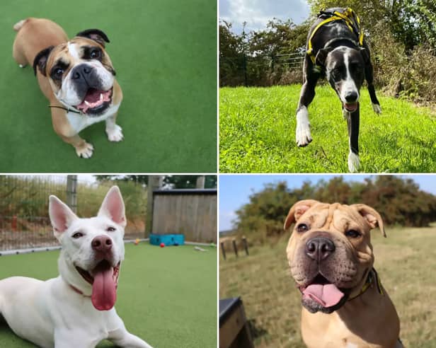 All these dogs are searching for their forever homes. 