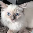 Oreo the cat needs life-saving treatment