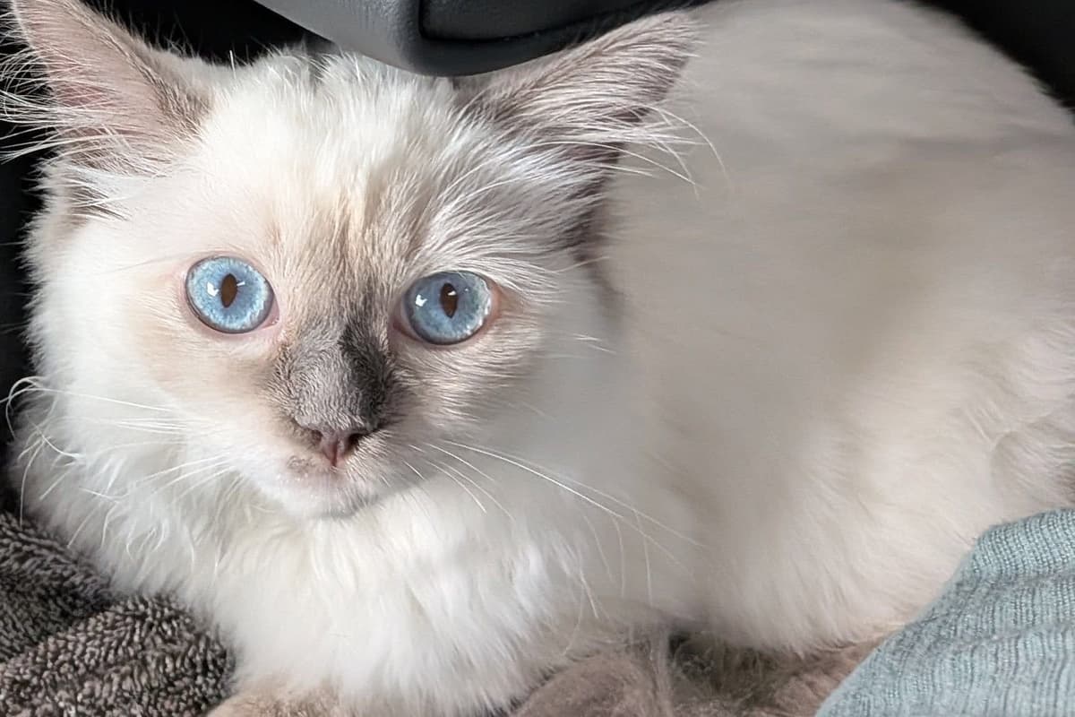 Hilferuf einer Familie aus Jarrow: Katze mit „Katzen-Coronavirus“ benötigt ...
