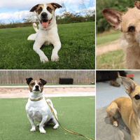 21 cute Dogs Trust canines looking for their forever homes in the North East
