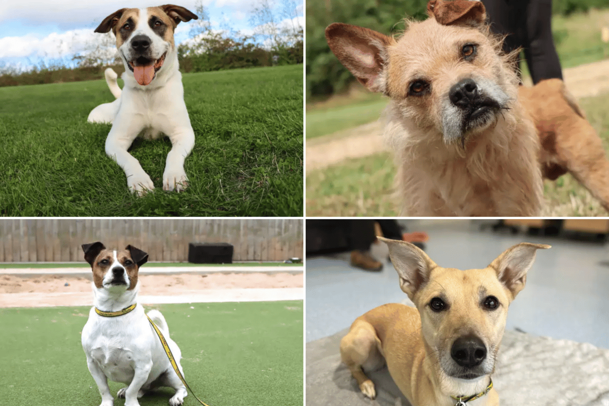 21 süße Hunde von Dogs Trust suchen ein Zuhause für immer im Nordosten