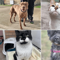 These 15 wonderful North East cats and dogs searching for their forever homes