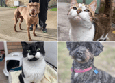 All these pets at Newcastle Dog & Cat Shelter are searching for a home.