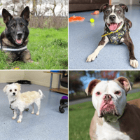 25 adorable Dogs Trust canines looking for their forever homes in the North East