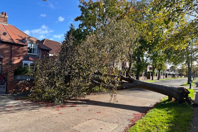 A fallen tree on Central Avenue, in Harton, due to high winds from Storm Boelo.