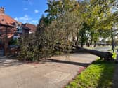 A fallen tree on Central Avenue, in Harton, due to high winds from Storm Boelo.