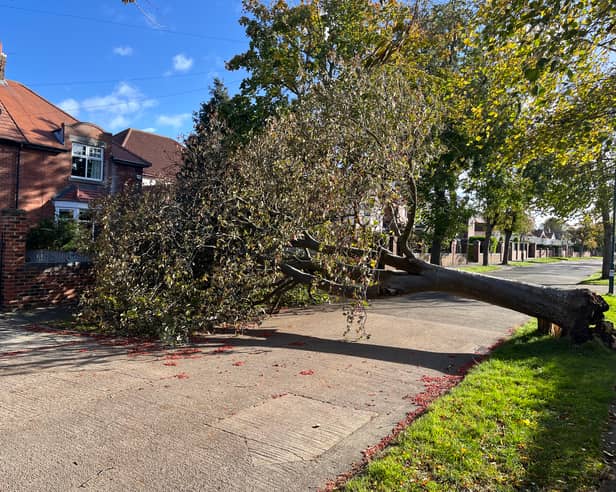 A fallen tree on Central Avenue, in Harton, due to high winds from Storm Boelo.
