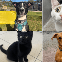 These 21 cute North East cats and dogs searching for their forever homes
