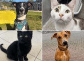 All these pets at Newcastle Dog & Cat Shelter are searching for a home.