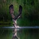 WINNER: Pete Stevens’ picture of an osprey catching a fish was the winner of the 2020 ‘Inspired By Nature’ photo competition.