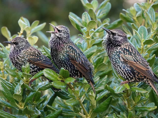 A trio of starlings in song. Picture:  Adrian Thomas.