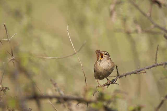 An adult wren sings from a branch. Picture: Ben Andrew.