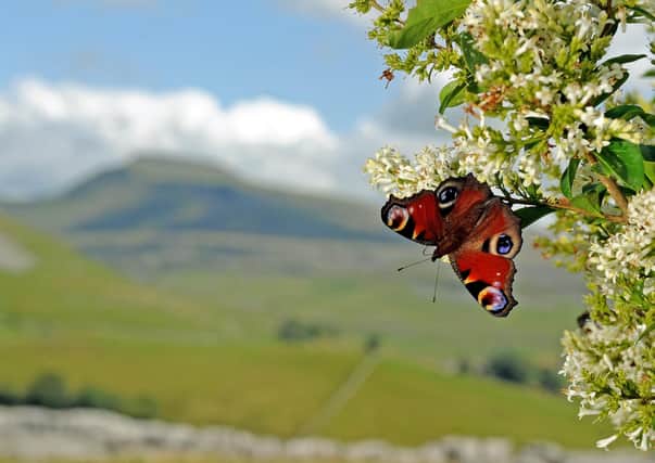 A peacock butterfly on blossom. Picture: Tony Johnson.