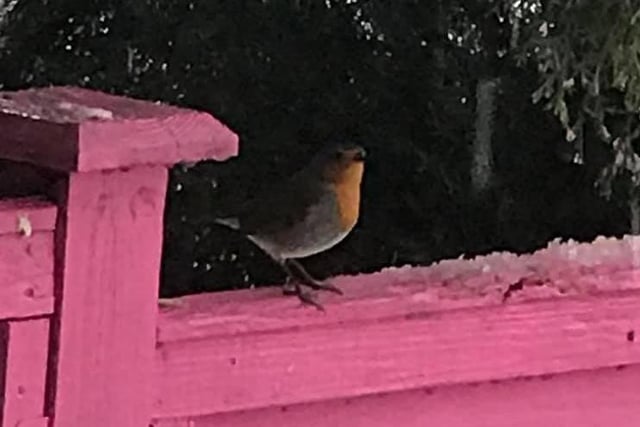 Linda might be in for some good luck this month, after spotting a robin in her garden.