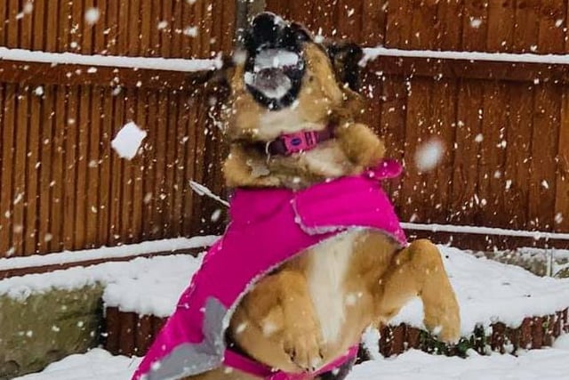 And Jules Stirk-Yearsley captured this brilliant photo of her dog quite literally making a meal of the snow.