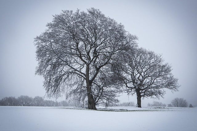 Sue Billcliffe sent in this beautiful shot of snow-covered trees.