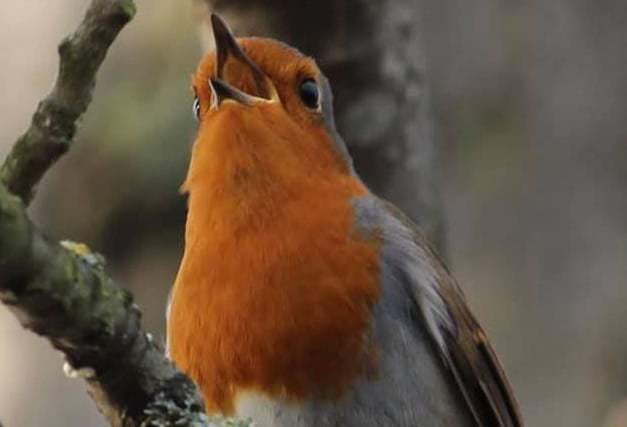 Kitty Smith must have stood very still to get this snap of a robin on her walk to Wakefield Golf Club.