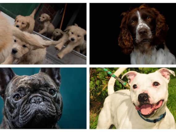 Here are the top 10 most popular puppies purchased since the start of the pandemic.
