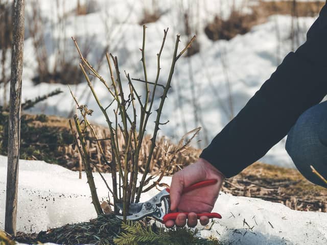 Preventative measures, like sheltering plants, clearing up spaces and insulating soils work great, but sometimes extra steps need to be taken to keep plants healthy