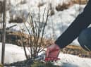 Preventative measures, like sheltering plants, clearing up spaces and insulating soils work great, but sometimes extra steps need to be taken to keep plants healthy