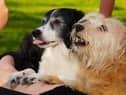 This is a job role for both dog owners and their pets.