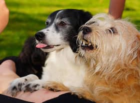 This is a job role for both dog owners and their pets.